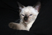 Placeholder  Image